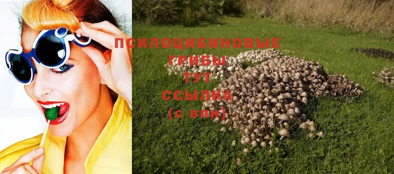 Псилоцибиновые грибы Psilocybe  даркнет клад  Адыгейск  цена наркотик 